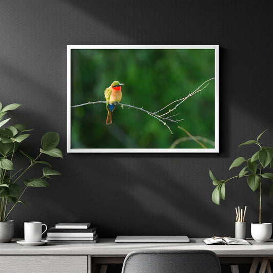 A Flash of Colour