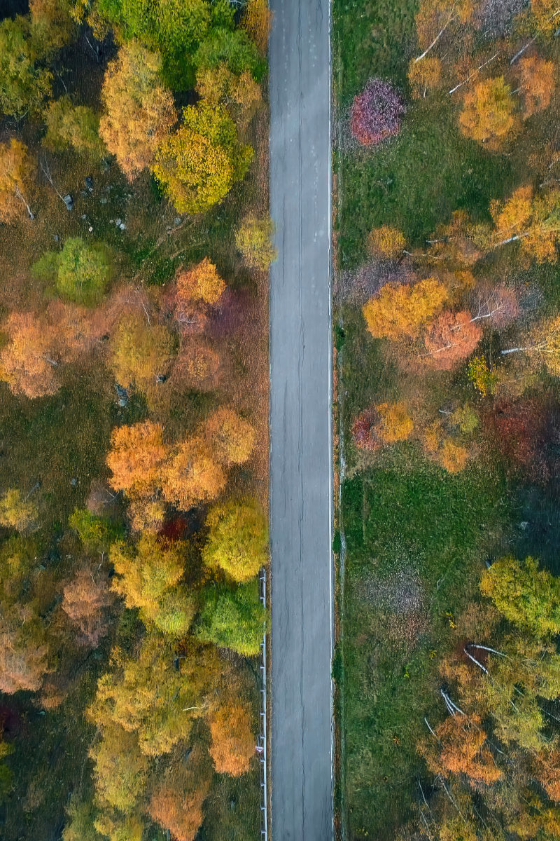 Aerial view of a straight paved road running vertically through a dense forest with autumn foliage in shades of yellow, orange, green, and red.