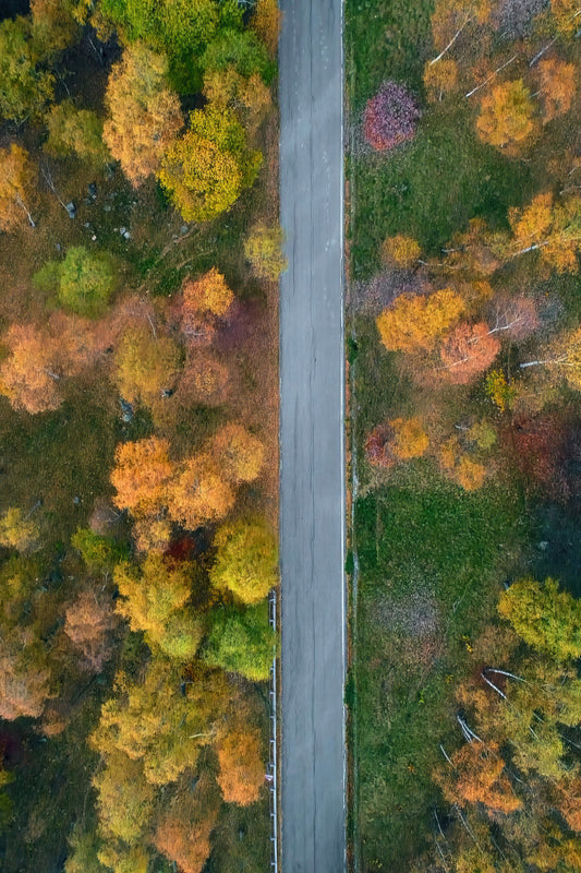 Aerial view of a straight paved road running vertically through a dense forest with autumn foliage in shades of yellow, orange, green, and red.