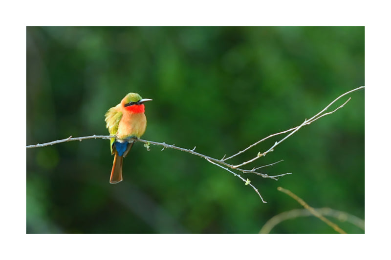 A Flash of Colour
