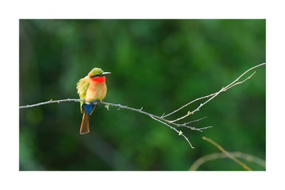 A Flash of Colour