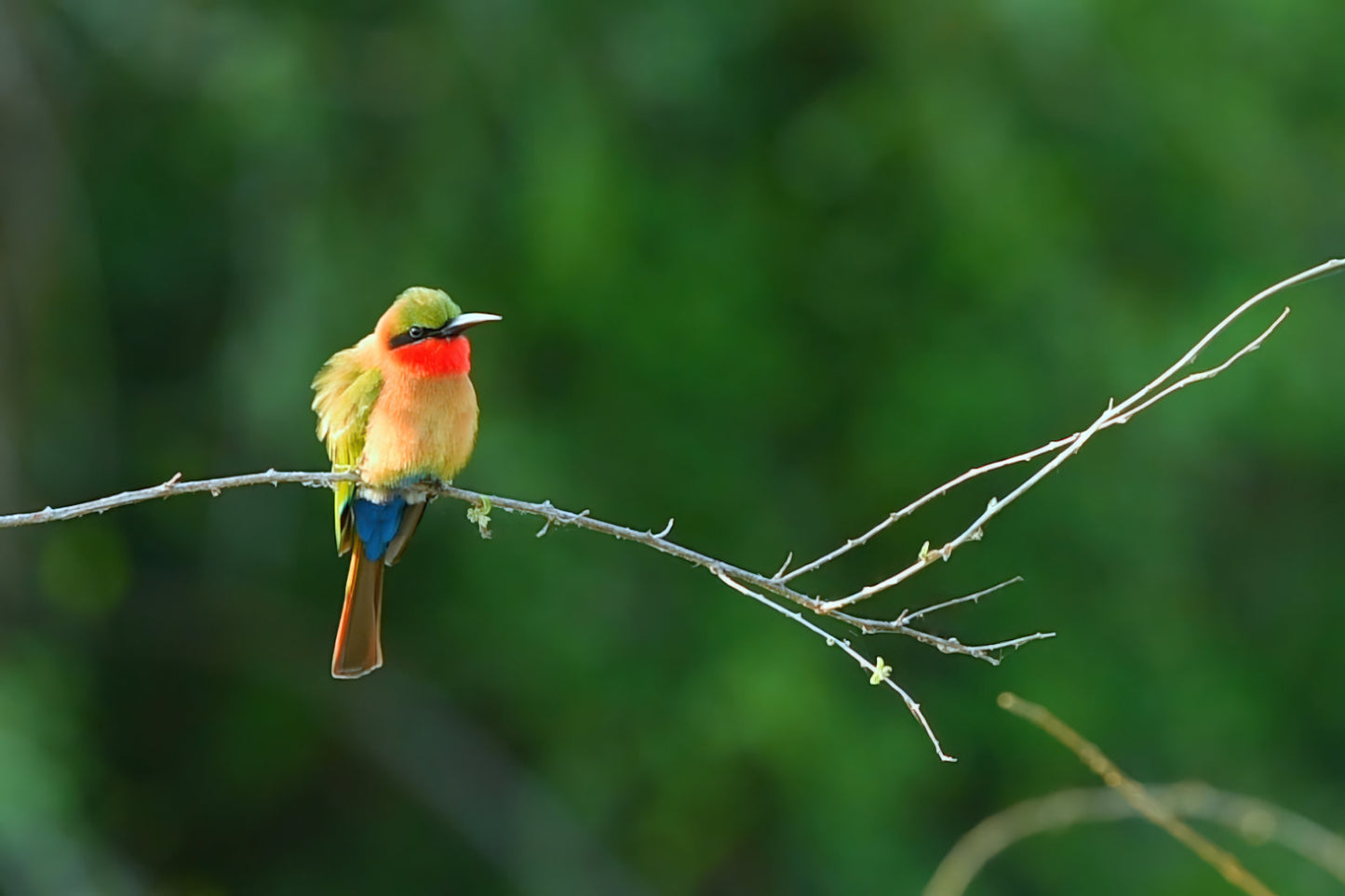 A Flash of Colour