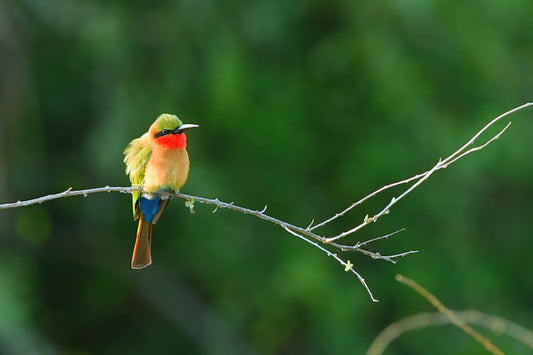 A Flash of Colour