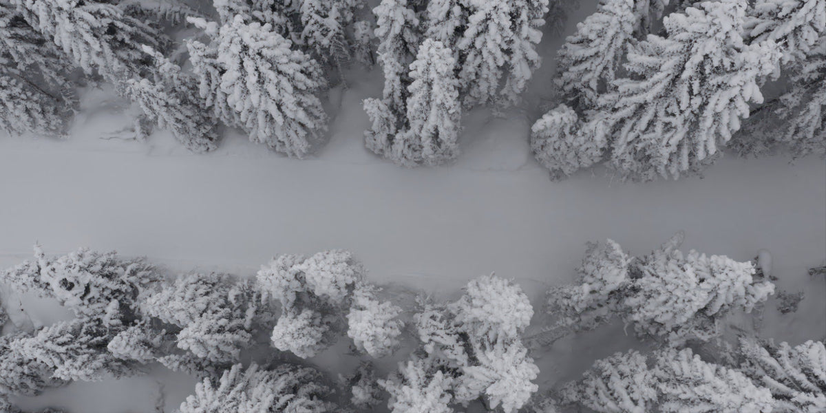 Aerial view of a snow-covered forest with dense evergreen trees blanketed in white snow, separated by a wide snowy path.