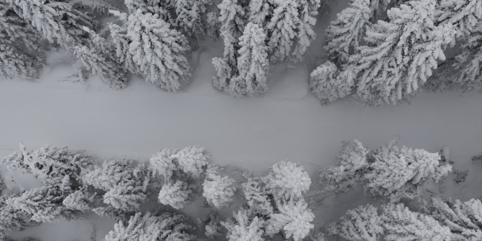 Aerial view of a snow-covered forest with dense evergreen trees blanketed in white snow, separated by a wide snowy path.