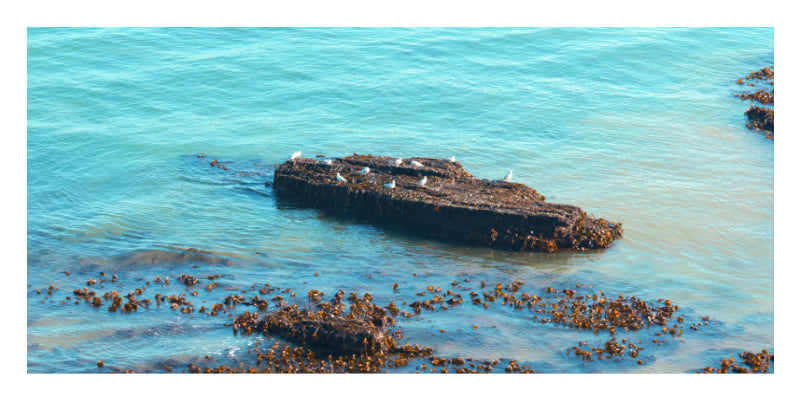 A weathered shipwreck or rocky structure partially submerged in clear turquoise ocean water, with small white birds standing on top and seaweed attached around it.