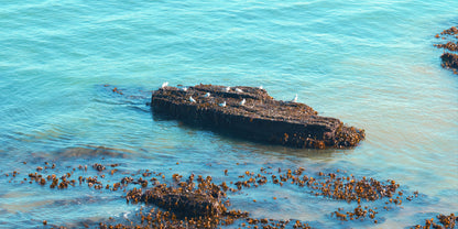 A weathered dark rock formation rising from turquoise ocean water, with several white seagulls standing on it and clusters of brown kelp or seaweed scattered in the surrounding shallow water.