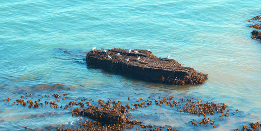 A weathered dark rock formation rising from turquoise ocean water, with several white seagulls standing on it and clusters of brown kelp or seaweed scattered in the surrounding shallow water.