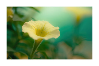 A pale yellow trumpet-shaped flower in sharp focus against a softly blurred green and teal background.