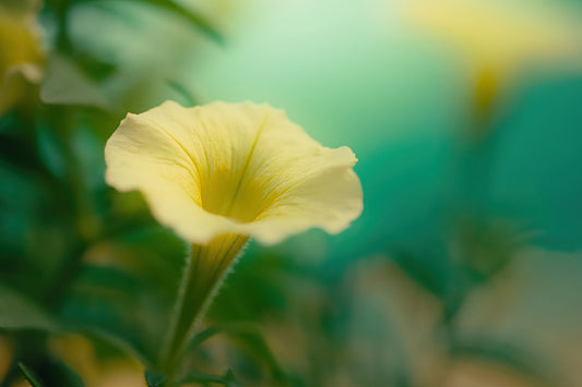 A pale yellow trumpet flower in sharp focus against a soft, blurred green and teal background.