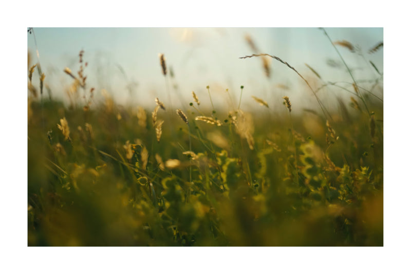 A soft-focus photograph of a sunlit grassy field with golden and green plants against a pale sky, presented with a white border.