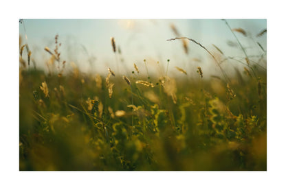 A soft-focus photograph of a sunlit grassy field with golden and green plants against a pale sky, presented with a white border.
