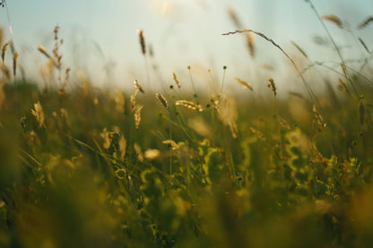 A close-up, soft-focus photograph of a sunlit grassy field with golden wheat stalks and green foliage backlit by warm sunlight.