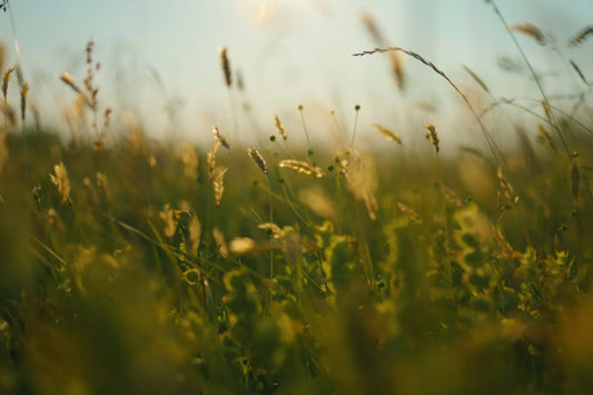 A close-up, soft-focus photograph of a sunlit grassy field with golden wheat stalks and green foliage backlit by warm sunlight.