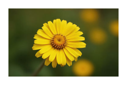 A bright yellow flower with a textured orange-brown center, photographed in sharp focus against a soft, blurred green and yellow background.