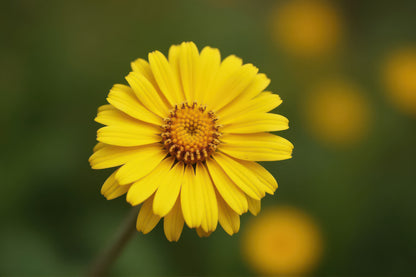 A bright yellow flower with a textured orange-brown center, photographed in sharp focus against a soft, blurred green and yellow natural background.