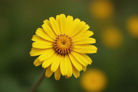 A bright yellow flower with a textured orange-brown center, photographed in sharp focus against a soft, blurred green and yellow natural background.
