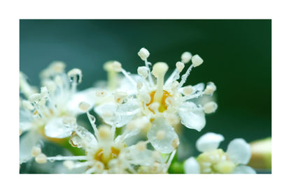 A close-up photograph of small white flowers with yellow centers and delicate dew drops, set against a soft dark green blurred background.