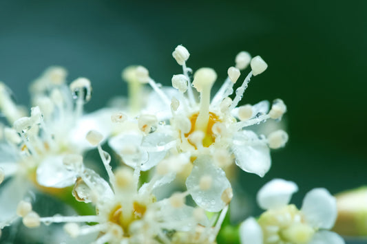 Close-up macro photograph of small white flowers with yellow centers and delicate dew drops against a soft dark green blurred background.