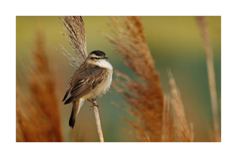 A small brown and white Black-capped songbird perched on a reed stem, with blurred golden reeds and a soft green-yellow background.