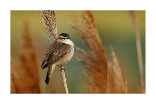 A small brown and white Black-capped songbird perched on a reed stem, with blurred golden reeds and a soft green-yellow background.