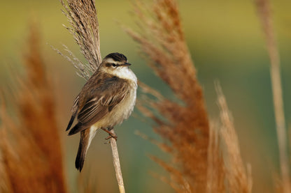 A small brown and white bird perched on a reed stem, framed by warm golden reeds against a soft blurred green and yellow background.
