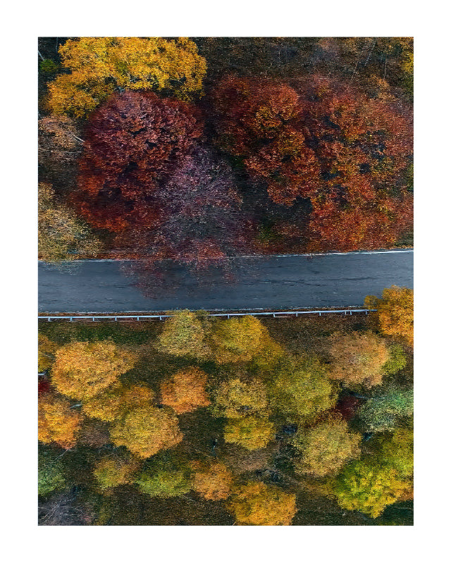 Aerial view of autumn trees in shades of orange, red, yellow, and green, divided by a horizontal gray road.
