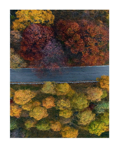 Aerial view of autumn trees in shades of orange, red, yellow, and green, divided by a horizontal gray road.