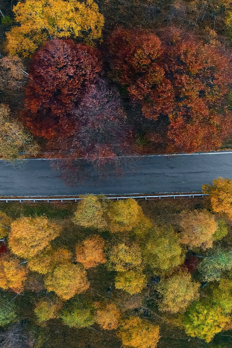Aerial view of a road crossing a dense forest in autumn, with trees showing vibrant shades of yellow, orange, red, and green.