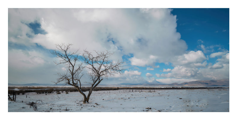 A wide landscape photograph showing a snow-covered field with a single leafless tree in the foreground, distant mountains on the horizon, and a bright blue sky filled with large white clouds.