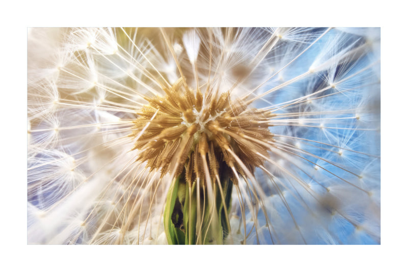 A close-up photograph of a dandelion seed head with delicate white and golden filaments against a soft blue background, presented within a white border.