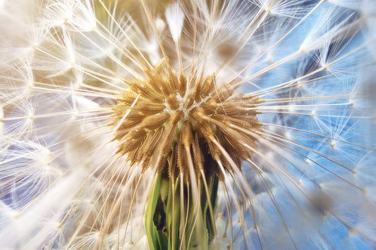 Macro close-up of a dandelion seed head with golden-brown center and delicate white seed puffs radiating outward against a soft blue background.