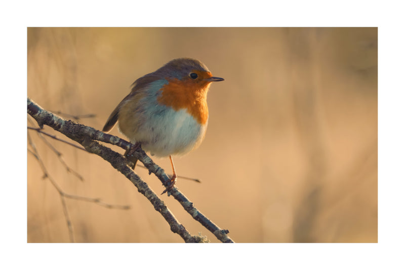 A small bird with a bright orange-red breast, blue-gray back, and pale underbelly perched on a thin branch against a soft warm beige background.