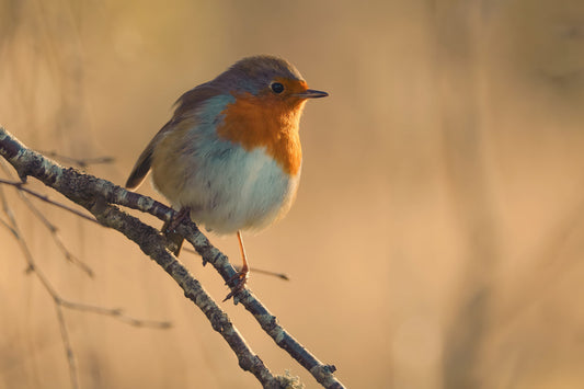 A small European Robin bird with a bright orange-red breast, gray-blue back, and white belly perched on a thin branch against a softly blurred warm beige background.