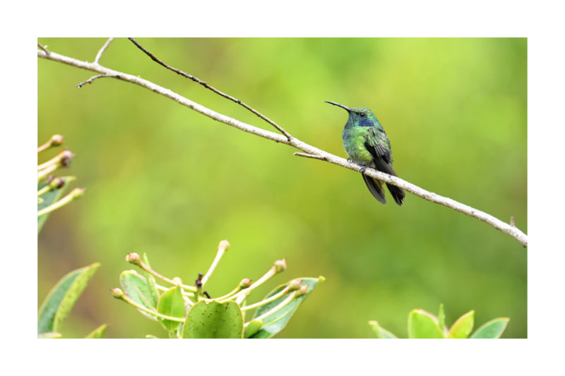 A small green hummingbird perched on a thin branch against a soft, blurred green natural background.