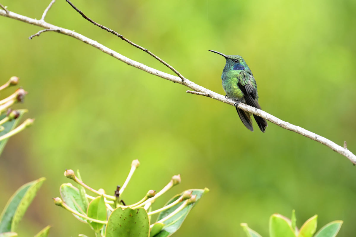 A small green hummingbird perched on a thin branch against a soft blurred green natural background.