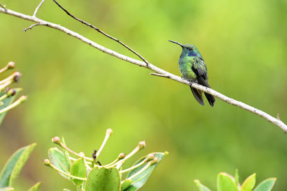 A small green hummingbird perched on a thin branch against a soft blurred green natural background.