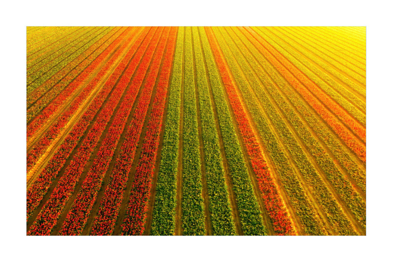 Aerial view of a tulip field with diagonal rows of red, orange, and green flowers under a bright yellow sky.