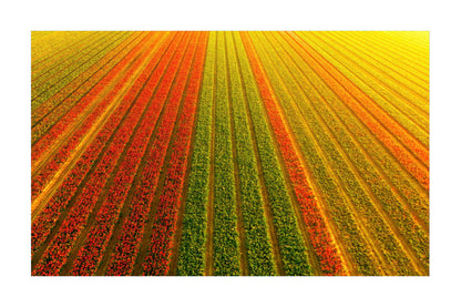 Aerial view of a tulip field with diagonal rows of red, orange, and green flowers under a bright yellow sky.