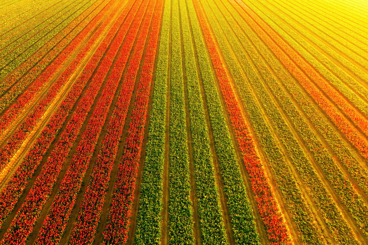 Aerial view of a tulip field with long diagonal rows of red, green, orange, and yellow flowers.