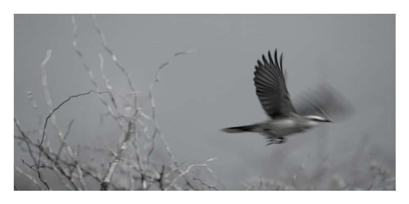 Black and white photograph of a bird in flight with wings spread, set against a soft gray background with blurred branches in the foreground.