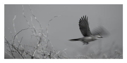 Black and white photograph of a bird in flight with wings spread, set against a soft gray background with blurred branches in the foreground.