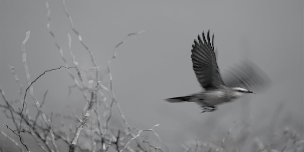 A black and white photograph of a bird in flight with wings spread, set against a soft-focus background with bare branches.