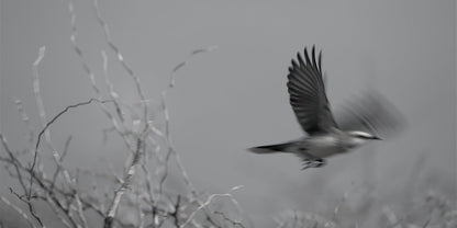 A black and white photograph of a bird in flight with wings spread, set against a soft-focus background with bare branches.
