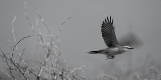 A black and white photograph of a bird in flight with wings spread, set against a soft-focus background with bare branches.