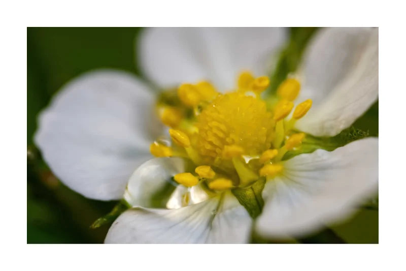 A close-up photograph of a white flower with a bright yellow center and green leaves, shown against a soft blurred green background.