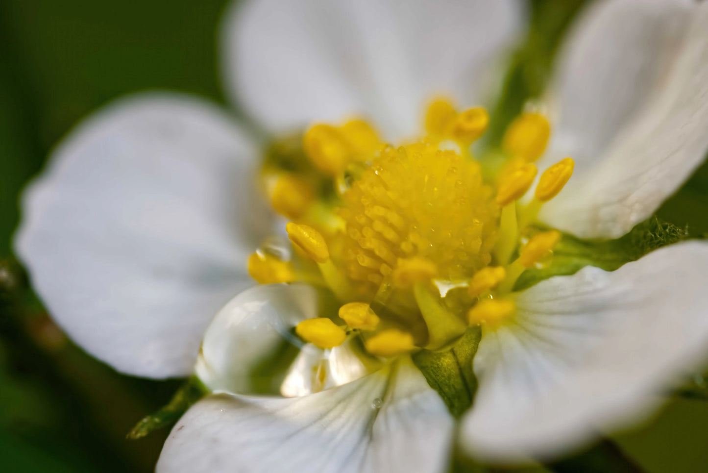 Macro photograph of a white flower with a bright yellow center and green sepals, set against a blurred green background.