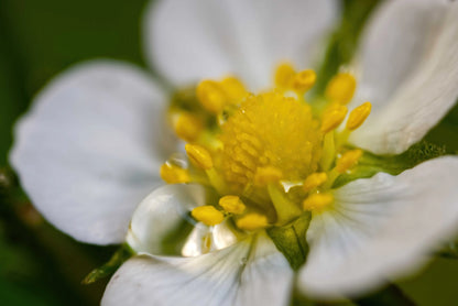 Macro photograph of a white flower with a bright yellow center and green sepals, set against a blurred green background.
