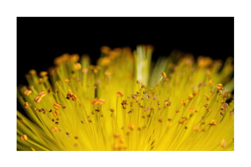 A close-up photograph of a bright yellow flower with many thin stamens and small orange-brown anthers against a black background, presented within a white border.