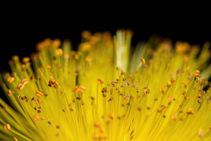 Close-up macro shot of a bright yellow flower with numerous thin stamens tipped in orange-brown, set against a solid black background.
